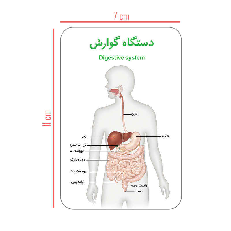 فلش کارت آموزش آموزشی آشنایی با بدن انسان انتشارات اندیشه کهن