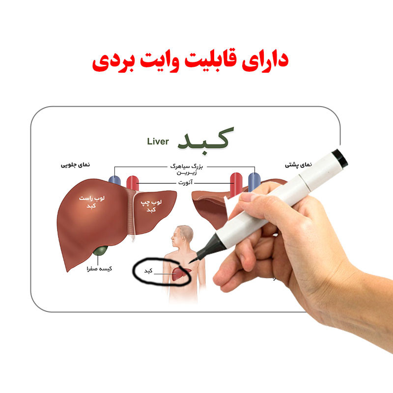 فلش کارت آموزش آموزشی آشنایی با بدن انسان انتشارات اندیشه کهن